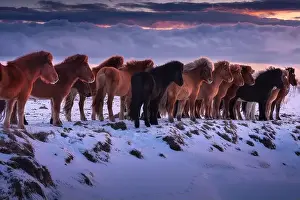 Untamed Prints: Icelandic Horses in Winter Sunset Landscape