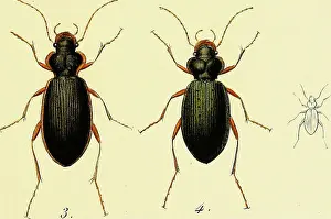 Iconographie et histoire naturelle des coleÌopteÌres d'Europe;
