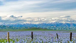 Idaho Prints: Idaho Camas Lilys in full spring bloom near Fairfield