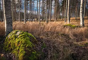 Idyllic landscape with nice light, fall colors and moss stones at autumn day in countryside Finland