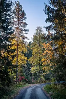 idyllic road landscape with fall colors and mood light at autumn morning in Finland