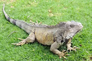 Reptiles Prints: Iguana in Guayaquil Ecuador