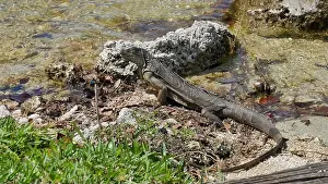 Reptilian Prints: Iguana by a Rocky Shoreline in a Natural Outdoor Setting