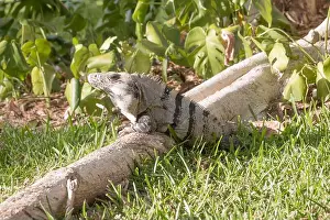 Iguana Prints: Iguana sitting on a log in Mexico