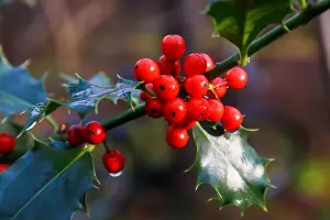 Mistletoe Prints: Ilex aquifolium. Holly green foliage with matures red berries