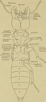 Beetle Prints: This illustrated guide to Danish fauna includes detailed depictions of various species native to Denmark