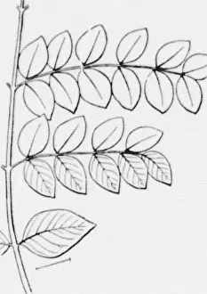 Illustrated key to the wild and commonly cultivated trees of the northeastern United States