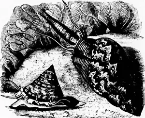 Mollusk Prints: The illustrated natural history [microform]
