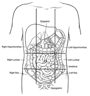 Human Body Prints: Illustration of Nine Abdominal Regions