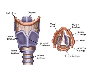 Larynx Prints: Illustration of the anatomy of the larynx