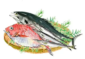 Watercolor Painting Prints: Illustration of bonito, sea bream and barracuda on a colander painted with watercolours white background