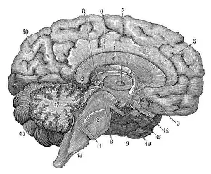 Hypothalamus Prints: Illustration of a cross-section of the brain showing parts such as the cerebrum