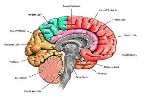 Hypothalamus Prints: Illustration of a cross-section of the brain showing the various lobes