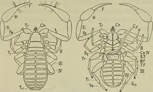 This illustration from Danmarks fauna presents the Chelifer cancroides