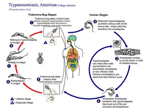 Zoonotic Prints: illustration depicting the life cycle of Trypanosoma cruzi the causal agent of American Trypanosomiasis