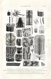 Providing Prints: This illustration features various fossilized plant specimens