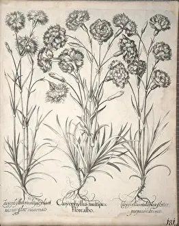 Descriptions Prints: An illustration from *Hortus Eystettensis*