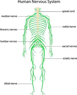 Feel Prints: Illustration of human nervous system with labels