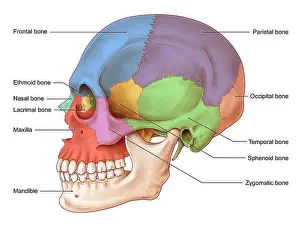 Information Prints: An illustration of the human skull from a lateral view
