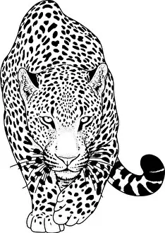 Snout Prints: illustration of leopard, graphic vector animal