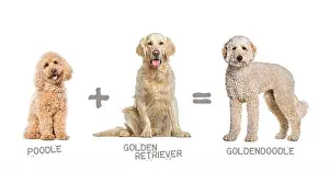 Golden Retriever Prints: Illustration of a mix between two breeds of dog - poodle and Golden retriever giving birth to a Goldendoodle