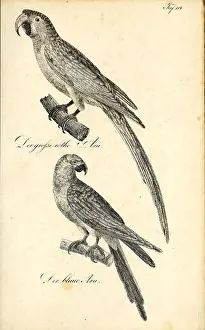 Accurate Prints: Illustration from the natural history volume Die Naturgeschichte showing faithfully rendered depictions of multiple