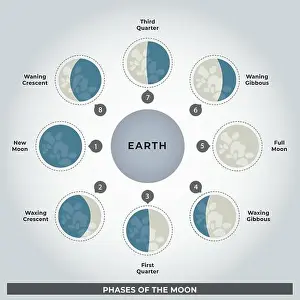 Full Moon Prints: Illustration of the Phases of the Moon Text in English - Vector
