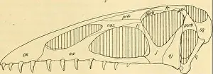 Reptiles Prints: This illustration is part of a scientific study on Pterosaurs
