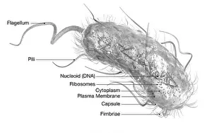 Cytoplasm Prints: Illustration showing Escherichia coli bacteria (E)