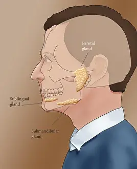 Glands Prints: Illustration showing the location of the salivary glands in a male profile
