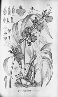 Markings Prints: This illustration shows the Zygopetalum maculatum
