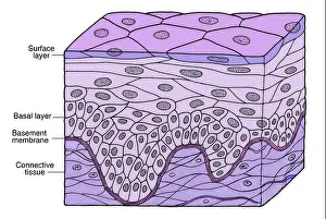 Enhancement Prints: Illustration of Stratified Squamous Epithelium