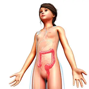 3 Dimensional Prints: Illustration of a teenage girl's large intestine