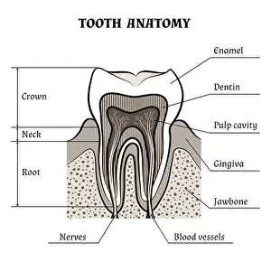 Dentistry Prints: Illustration of tooth anatomy drawn in retro style. Isolated on white background