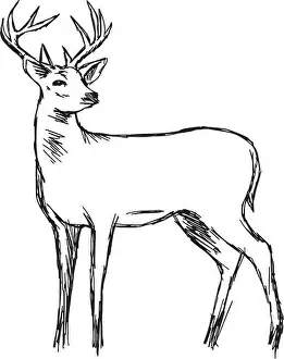 illustration vector doodle hand drawn of sketch dear looking back isolated on white