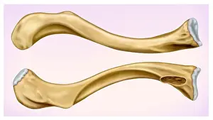 Human Skeleton Prints: Illustration Front and side view of the human clavicle