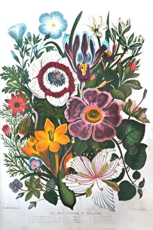 Educator Prints: Illustration of The Wild Flowers Of Palestine Plants Of The Bible From The Book Cassell's Bible Educator