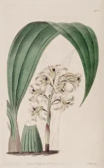 Floral Design Prints: Illustration of Xylobium squalens (as syn)