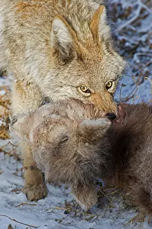 Ungulate Prints: A image of an adult coyote dragging the body of a baby Bighorn Sheep after killing it