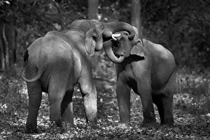Calf Prints: The image of Asian elephant (Elephas maximus) Tuskers fighting in Corbett national park