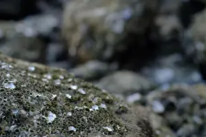 Rocky Coast Prints: This image captures a detailed close-up of barnacles clinging to a rocky surface