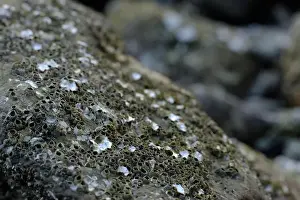 Rocky Coast Prints: This image captures a detailed close-up of barnacles clinging to a rocky surface