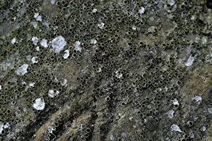 Rocky Coast Prints: This image captures a detailed close-up of barnacles clinging to a rocky surface