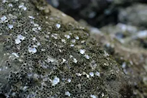 Rocky Coast Prints: This image captures a detailed close-up of barnacles clinging to a rocky surface