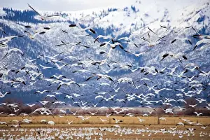 Geese Prints: This image captures a large flock of snow geese taking off from a farm field in rural Lassen County