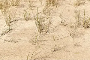 Long Island Prints: detail image of clumps of beach grass on an amagansett ocean beach