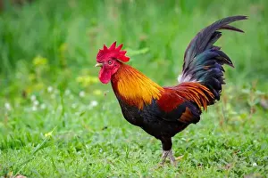 Farmyard Prints: Image of a cock on nature background. Farm Animals