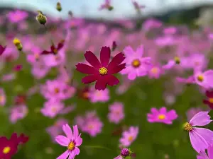 Beautiful Blossoms Prints: Image of cosmos flowers in full bloom