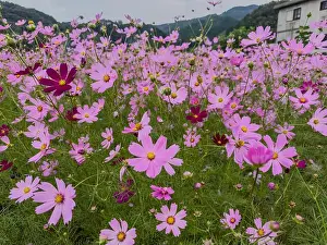 Beautiful Blossoms Prints: Image of cosmos flowers in full bloom
