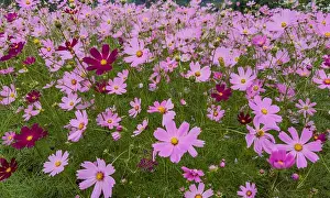 Beautiful Blossoms Prints: Image of cosmos flowers in full bloom